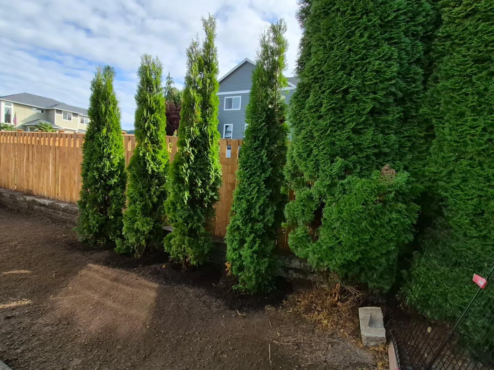 Gallery photos for Arborvitae Privacy Tree Planting in Buckley WA: Image #1